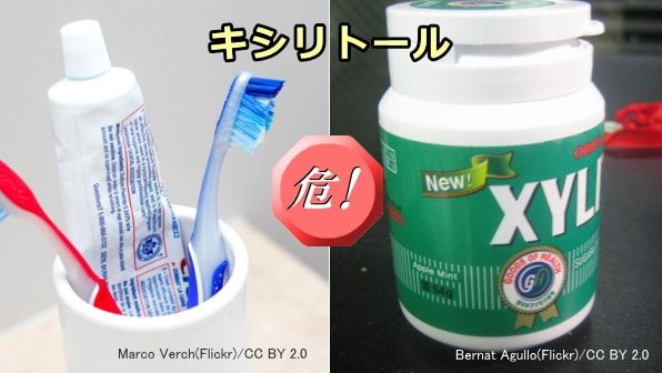 犬が食べると危険な中毒食品・食材～キシリトールを含む歯磨き粉やガム