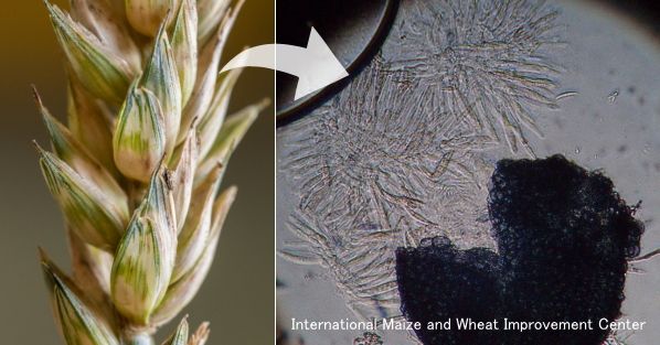 赤かび病にかかった小麦とそれを引き起こす「Fusarium graminearum」の胞子（顕微鏡写真）