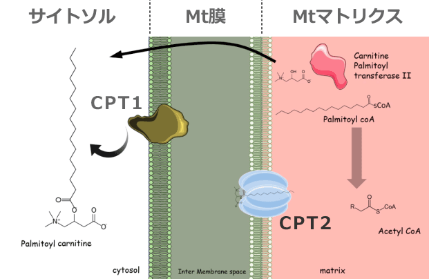 ミトコンドリア膜におけるカルニチンシャトルの模式図