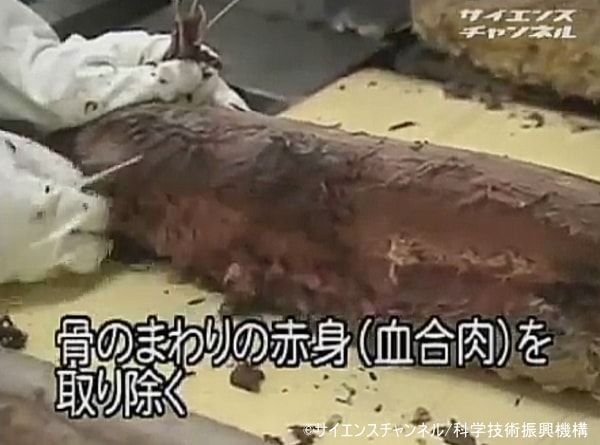 蒸して柔らかくなったマグロの身から不要部分を取り除く「身割り」