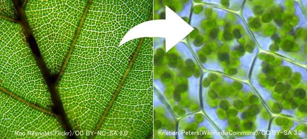 植物の中に含まれるクロロフィルの顕微鏡写真