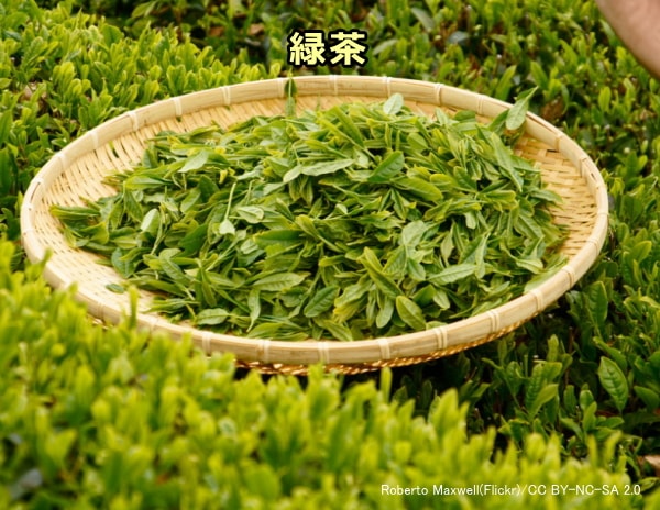 緑茶の原料となる茶葉