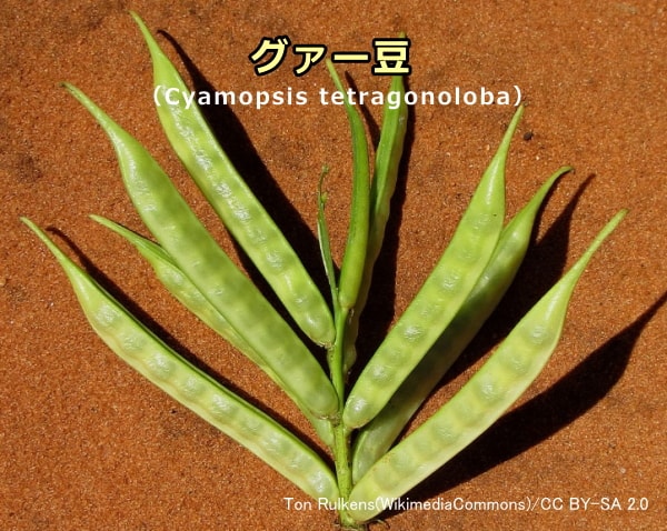 グァーガムの原料となるグァー豆（Cyamopsis tetragonoloba）