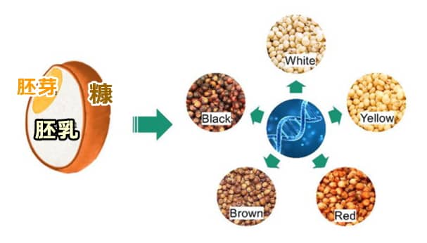 糠に含まれる色で区分したときのソルガムきびの種類5つ