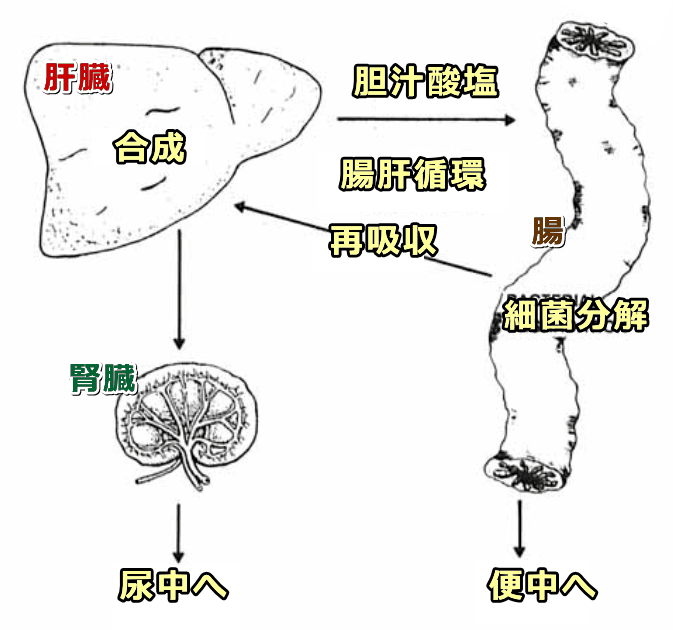 犬の体内におけるタウリンのターンオーバー模式図