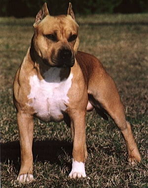 アメリカンスタッフォードシャーテリア American Staffordshire Terrier 犬種の歴史 特徴 性格から写真 動画まで 子犬のへや