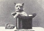 1915年あたりに撮影されたアーフェンピンシャーの写真