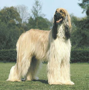 アフガンハウンド Afghan Hound 犬種の歴史 特徴 性格から写真 動画まで 子犬のへや