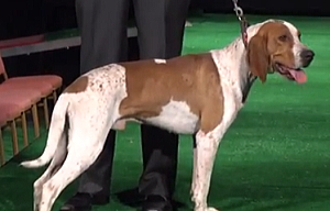 アメリカンイングリッシュクーンハウンド American English Coonhound 犬種の歴史 特徴 性格から写真 動画まで 子犬のへや