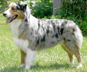 オーストラリアンシェパード Australian Shepherd 犬種の歴史 特徴 性格から写真 動画まで 子犬のへや