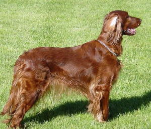 アイリッシュセッター Irish Setter 犬種の歴史 特徴 性格から写真 動画まで 子犬のへや