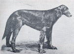 アイリッシュセッターの始祖と言われる名犬パルマーストン
