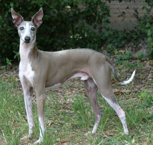 イタリアングレーハウンド Italian Greyhound 犬種の歴史 特徴 性格から写真 動画まで 子犬のへや