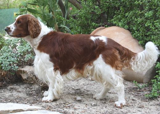 ウェルシュスプリンガースパニエル Welsh Springer Spaniel 犬種の歴史 特徴 性格から写真 動画まで 子犬のへや