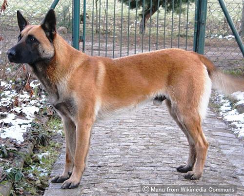 ベルジアンマリノア（Belgian Malinois）～犬種の歴史・特徴・性格から写真・動画まで 子犬のへや