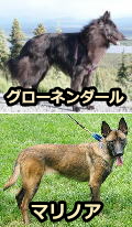 ベルジアンタービュレン Belgian Tervuren 犬種の歴史 特徴 性格から写真 動画まで 子犬のへや