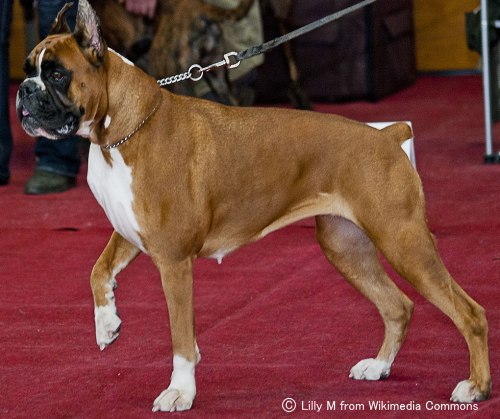 ボクサー Boxer 犬種の歴史 特徴 性格から写真 動画まで 子犬のへや