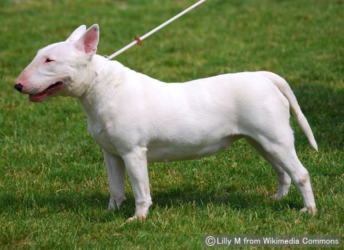 ブルテリア Bull Terrier 犬種の歴史 特徴 性格から写真 動画まで 子犬のへや