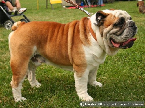 ブルドッグ Bulldog 犬種の歴史 特徴 性格から写真 動画まで 子犬のへや