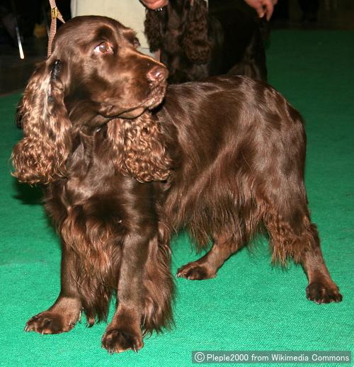 フィールドスパニエル（Field Spaniel）～犬種の歴史・特徴・性格から写真・動画まで 子犬のへや