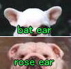 フレンチブルドッグとブルドッグの耳の形状の違い