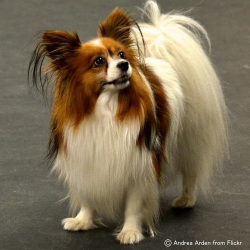 パピヨン Papillon 犬種の歴史 特徴 性格から写真 動画まで 子犬のへや