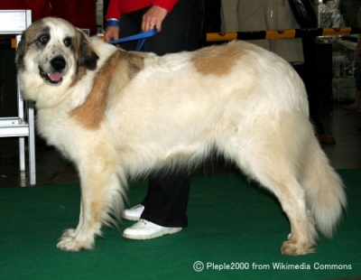 ピレニアンマスティフ Pyrenean Mastiff 犬種の歴史 特徴 性格から写真 動画まで 子犬のへや