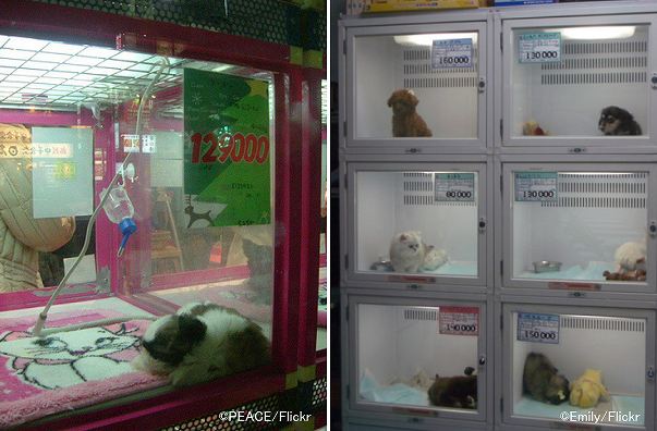 ペットショップに陳列されている子犬の来歴を、店員が積極的に教えることはない