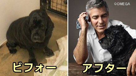 保護施設で殺処分寸前だった老犬「アインシュタイン」～映画俳優G.クルーニーに引き取られて逆転ホームランを決める