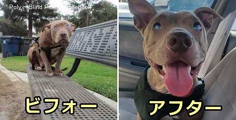 公園のベンチにぽつんと捨てられていた盲目の元繁殖犬「ポーリィ」～新しい飼い主の元で今まで未払いだった一生分の愛情を受け取り中