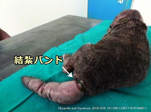 断尾の失敗により尻尾の先が壊死を起こした子犬