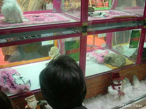 子犬の来歴を胸を張って言えないペットショップから子犬を買ってはいけない