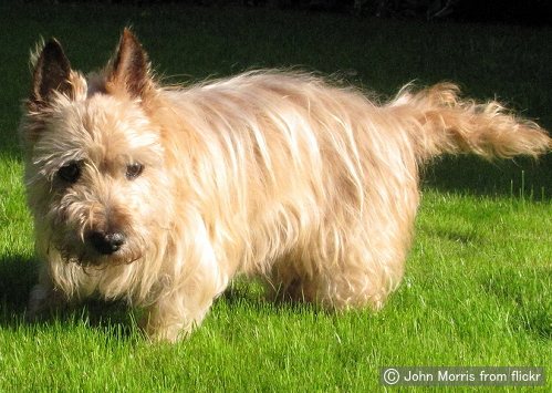 ケアーンテリア Cairn Terrier 犬種の歴史 特徴 性格から写真 動画まで 子犬のへや