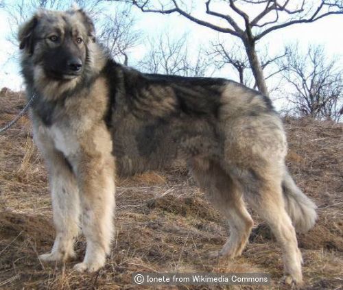 カルパチアンシェパードドッグ Carpathian Shepherd Dog 犬種の歴史 特徴 性格から写真 動画まで 子犬のへや