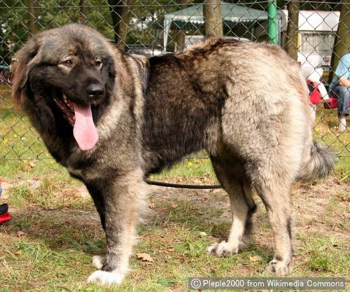 コーカシアンシェパードドッグ Caucasian Shepherd Dog 犬種の歴史 特徴 性格から写真 動画まで 子犬のへや