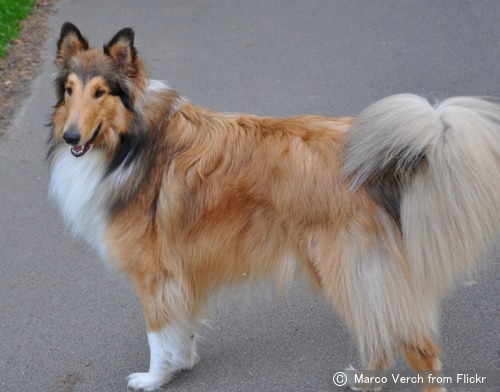 コリー Collie 犬種の歴史 特徴 性格から写真 動画まで 子犬のへや