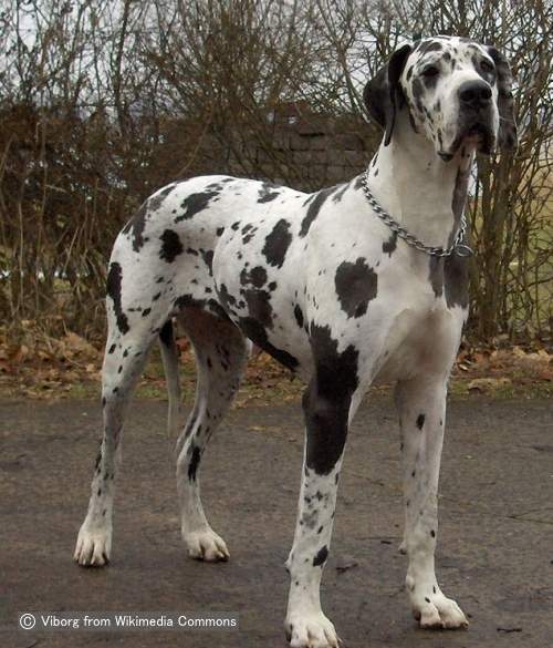 グレートデーン Great Dane 犬種の歴史 特徴 性格から写真 動画まで 子犬のへや