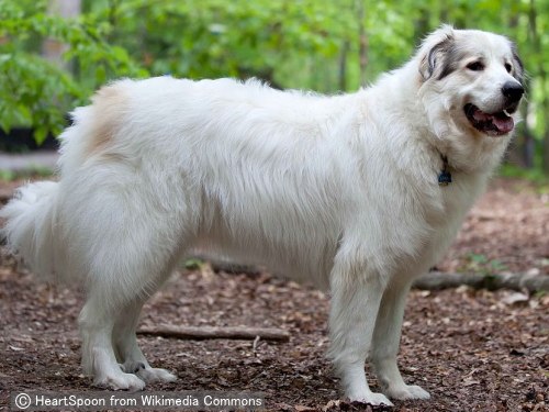 グレートピレニーズ Great Pyrenees 犬種の歴史 特徴 性格から写真 動画まで 子犬のへや