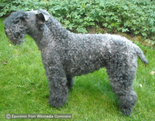 ケリーブルーテリア Kerry Blue Terrier 犬種の歴史 特徴 性格から写真 動画まで 子犬のへや