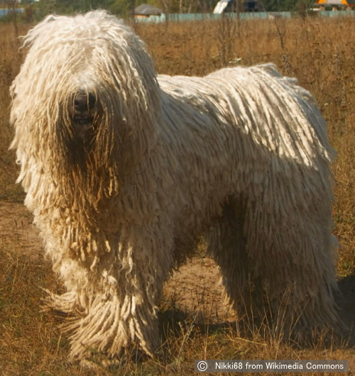 コモンドール（Komondor）～犬種の歴史・特徴・性格から写真・動画まで 子犬のへや