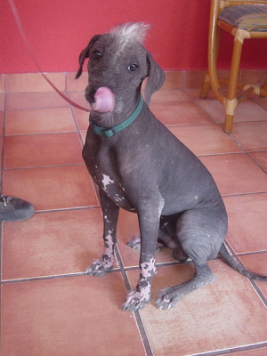 メキシカンヘアレスドッグ Mexican Hairless Dod 犬種の歴史 特徴 性格から写真 動画まで 子犬のへや