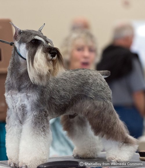 ミニチュアシュナウザー Miniature Schnauzer 犬種の歴史 特徴 性格から写真 動画まで 子犬のへや