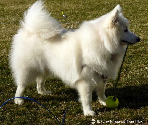 日本スピッツ にほんすぴっつ Japanese Spitz 犬種の歴史 特徴 性格から写真 動画まで 子犬のへや