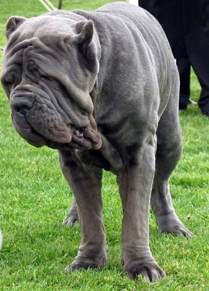 ナポリタンマスティフ Neapolitan Mastiff 犬種の歴史 特徴 性格から写真 動画まで 子犬のへや