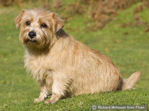 ノーフォークテリア Norfolk Terrier 犬種の歴史 特徴 性格から写真 動画まで 子犬のへや