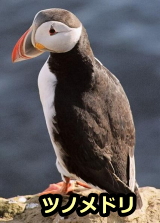 ノルウェジアンルンデフントの獲物・ツノメドリ（Puffin）