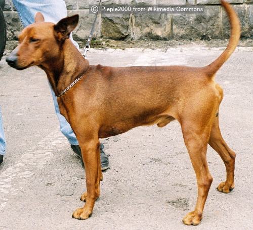 ジャーマンピンシャー German Pinscher 犬種の歴史 特徴 性格から写真 動画まで 子犬のへや