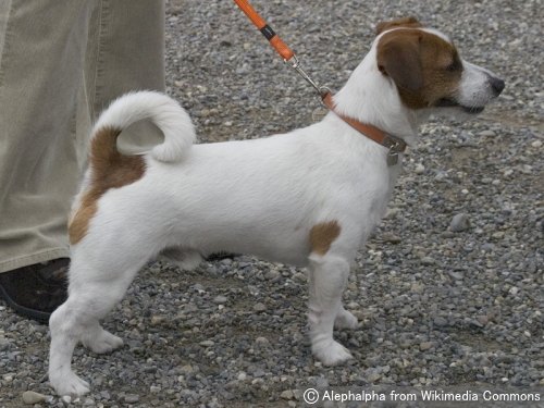 ジャックラッセルテリア Jack Russell Terrier 犬種の歴史 特徴 性格から写真 動画まで 子犬のへや