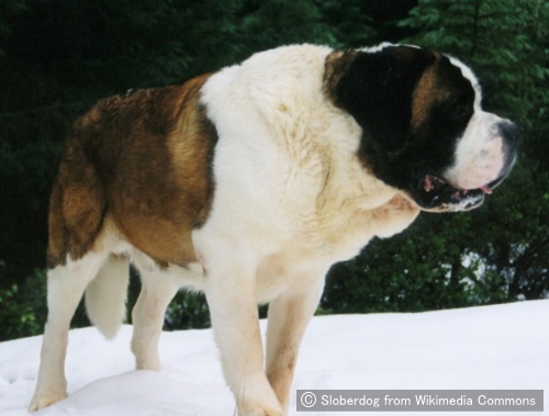 セントバーナード Saint Bernard 犬種の歴史 特徴 性格から写真 動画まで 子犬のへや