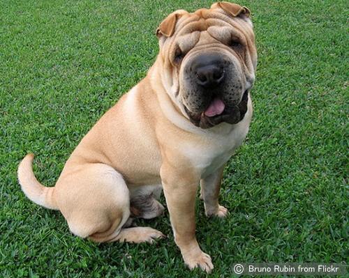 Resultado de imagen para 犬 Sharpei  幸せな